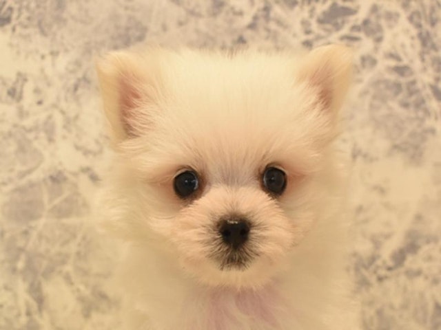 神奈川県のハーフ犬・ミックス犬 (ペッツワン三浦店/2024年5月12日生まれ/男の子/ホワイト)の子犬
